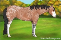 Horse Color:Bay Ice Sabino 