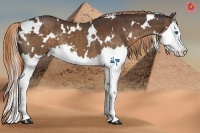 Horse Color:White Spotted Liver Chestnut Sabino Splash  Brindle