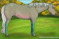 Horse Color:Watercolor Silver Bay 
