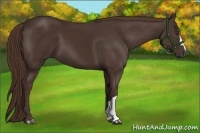 Horse Color:Liver Chestnut 