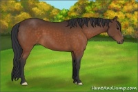 Horse Color:Brown 