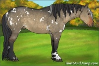 Horse Color:White Spotted Brown Dun 