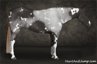 Horse Color:White Spotted Liver Chestnut