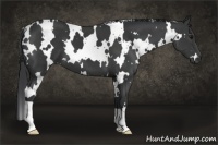 Horse Color:White Spotted Black