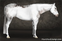 Horse Color:White Spotted Liver Chestnut Splash Frame