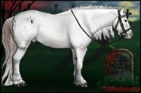 Horse Color:Bay Splash Tobiano Appaloosa  and Bay Splash Tobiano Appaloosa 