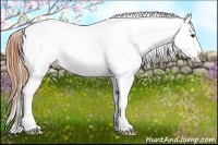 Horse Color:Buckskin Appaloosa 
