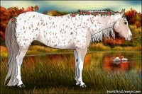 Horse Color:Bay Splash Tobiano Appaloosa  and Bay Splash Tobiano Appaloosa 