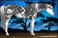 Horse Color:Black Sabino 