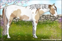 Horse Color:Red Dun Splash Tobiano Rabicano  and Red Dun Splash Tobiano Rabicano 