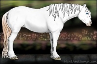 Horse Color:White Spotted Gold Champagne Splash Appaloosa 