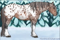 Horse Color:Bay Tobiano Appaloosa 