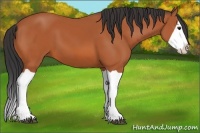 Horse Color:Bay Splash 