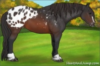 Horse Color:Brown Sabino Appaloosa
