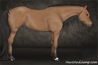 Horse Color:Buckskin 