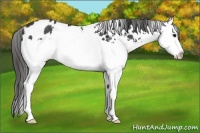 Horse Color:White Spotted Black Sabino Splash Appaloosa