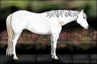 Horse Color:Buckskin Splash Tobiano Appaloosa