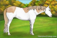 Horse Color:Gold Champagne Splash 