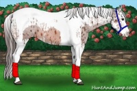 Horse Color:Bay Splash Tobiano Appaloosa and Bay Splash Tobiano Appaloosa