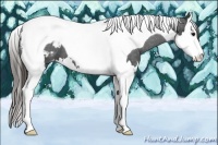 Horse Color:Smoky Black Sabino Splash Tobiano Appaloosa 