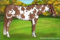 Horse Color:White Spotted Chestnut 