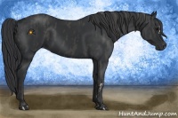 Horse Color:Black  Brindle