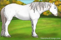 Horse Color:White Spotted Bay Splash Appaloosa
