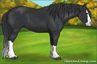 Horse Color:Black Splash