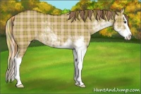 Horse Color:Plaid  Red Dun Sabino Splash 