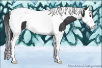 Horse Color:Black Splash Tobiano
