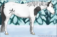 Horse Color:Black Splash Tobiano Appaloosa 