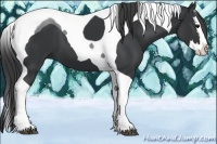 Horse Color:Black Sabino Splash Tobiano 