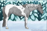 Horse Color:Black Tobiano Appaloosa 