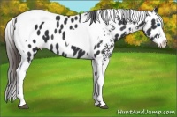Horse Color:White Spotted Black Splash Tobiano Appaloosa