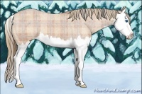 Horse Color:Plaid Bay Sabino Splash Appaloosa