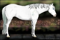 Horse Color:Plaid  Buckskin Sabino Splash Appaloosa 