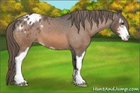 Horse Color:Buckskin Sabino Appaloosa