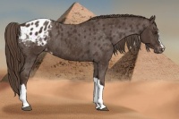 Horse Color:Liver Chestnut Appaloosa 