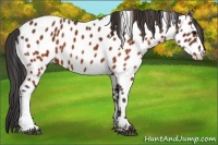Horse Color:Brown Near Leopard  Brindle