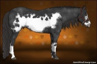 Horse Color:Liver Chestnut Frame 