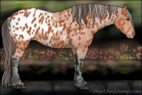 Horse Color:Bay Blanket 