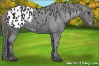 Horse Color:Black Appaloosa