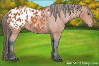 Horse Color:Bay Appaloosa 