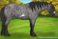 Horse Color:Liver Red Roan Frame