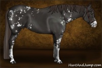 Horse Color:Liver Chestnut Sabino 