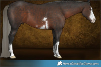 Horse Color:Liver Chestnut Mushroom 