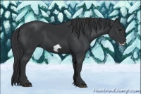 Horse Color:Black Frame 