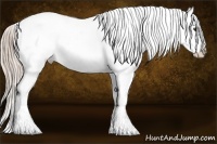Horse Color:Palomino Splash Appaloosa 