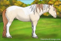 Horse Color:Buckskin Pearl Dun Tobiano