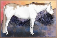 Horse Color:Red Dun Roan Splash Frame Rabicano 